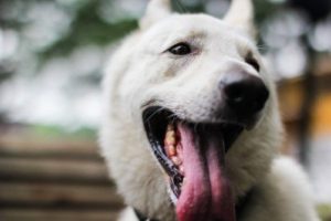 動物の歯のふしぎ～人間の歯と違う？～